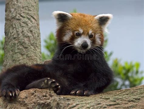 Panda Minore Fotografia Stock Immagine Di Safari Coda 45544270