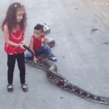 Snake Slithering GIF - Find & Share on GIPHY