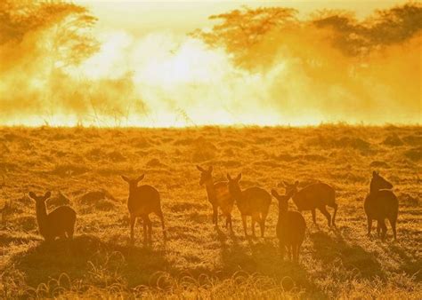 Kafue National Park Tour Audley Travel UK