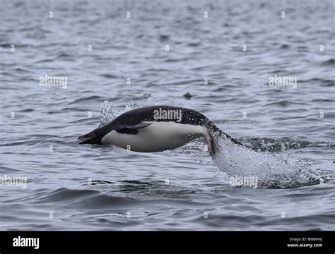 Adelie Penguins, Antarctica Stock Photo - Alamy