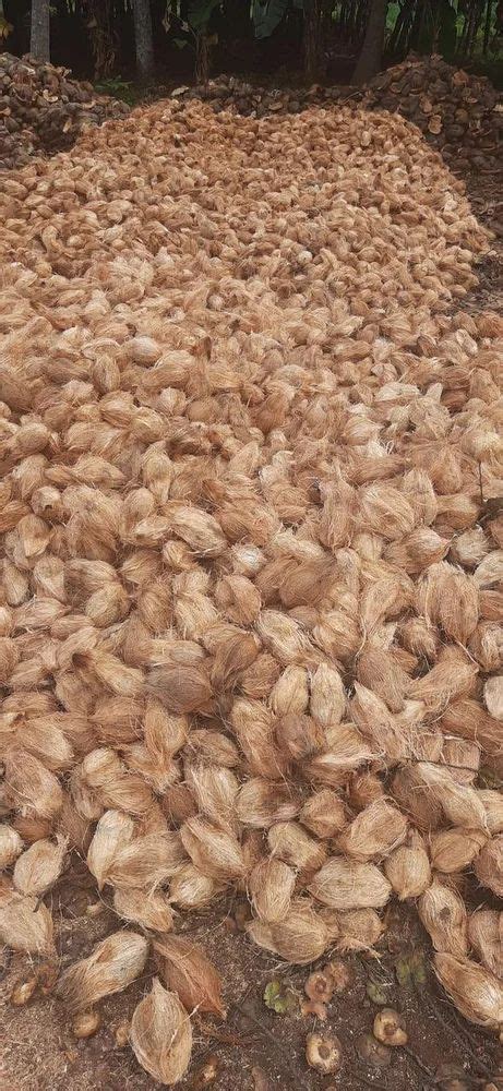 A Grade Pollachi Semi Husked Export Coconut Coconut Size Large At Rs