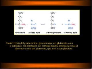 Clase 19 Y 20 Metabolismo Nitrogenado ProteíNas PPT