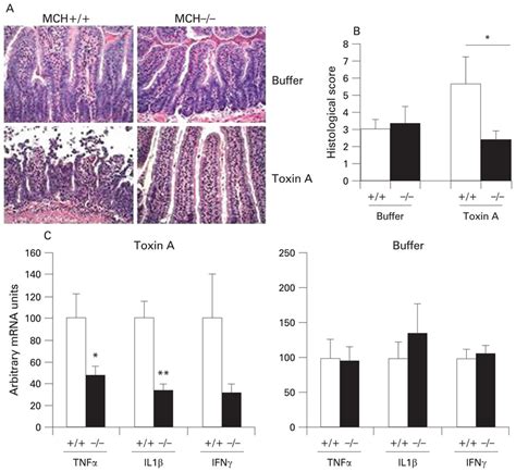 Melanin Concentrating Hormone Lacking MCH Mice Develop Attenuated