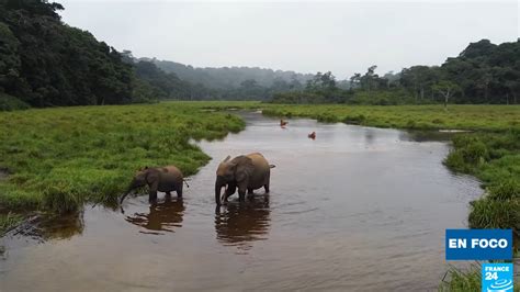 In Focus - Gabon, a champion of biodiversity, is home to many ...