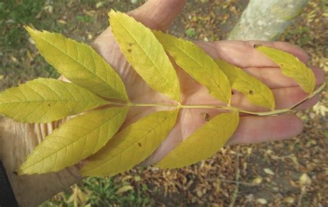 More Ash Tree Guide Uk More Ash Tree Species Identification