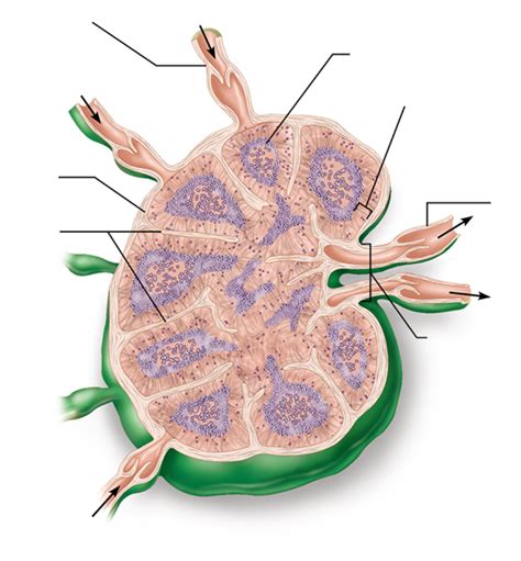 A P Lab 5 Anatomy Of A Lymph Node Diagram Quizlet