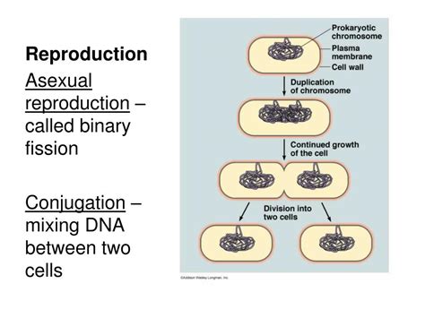 Ppt Domain Archaea Powerpoint Presentation Free Download Id 2945696