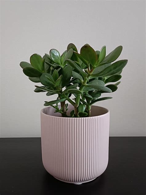 Planta De Jade Crassula Ovata Barreiro E Lavradio Olx Portugal