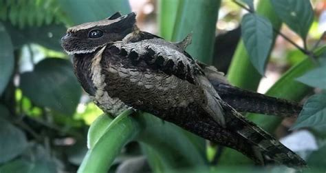 Great Eared Nightjar The Bird That Looks Like A Baby Dragon