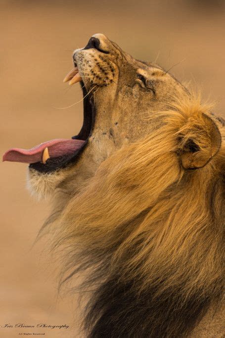 A Lion Yawns With Its Mouth Open