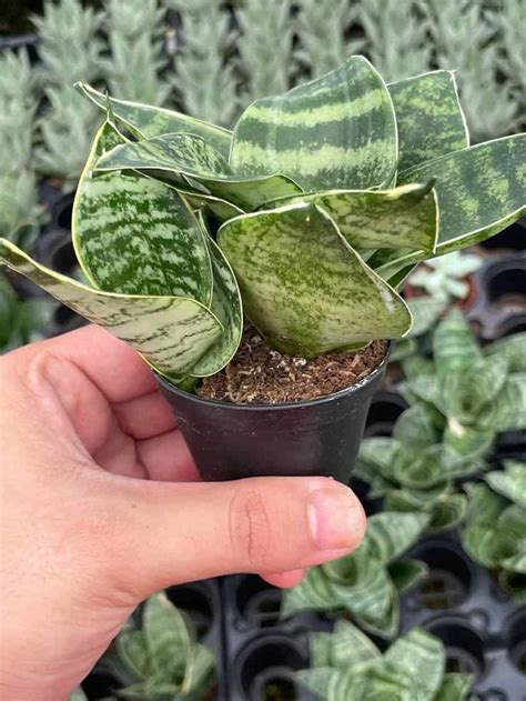 Bird S Nest Snake Plant Green Striped Variegated Snakeplant