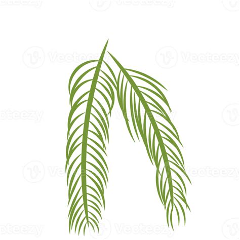 Palm Leaves For Decorations 36336536 PNG