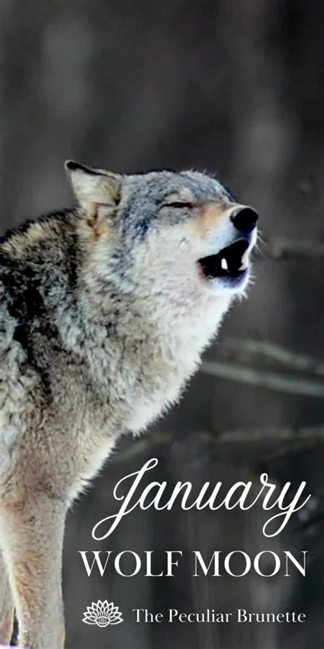 January Full Wolf Moon Meaning Artofit