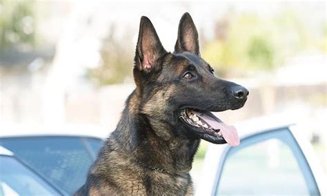 Police K9 Officer Dies After Being Left In Hot Patrol Car