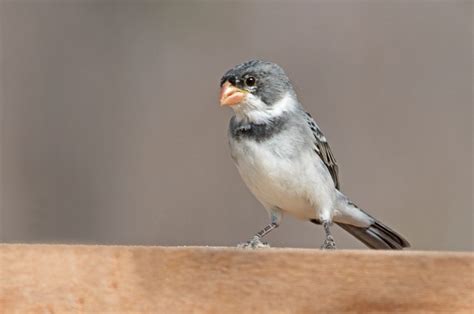 Foto Golinho Sporophila Albogularis Por Wagner Coppede Wiki Aves