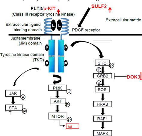 Figure 2 From The Role Of Telomerase Reverse Transcriptase Tert In