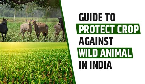 Guide To Protect The Crop Against Wild Animal In India Journal