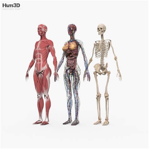 Anatomy Systems 3d моделі Скачати