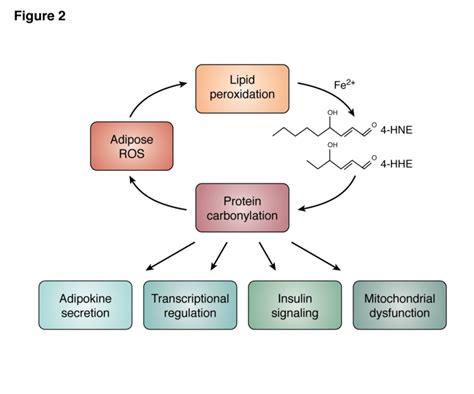 The ROS Carbonylation Cycle Increased Adipocyte ROS Leads To Lipid