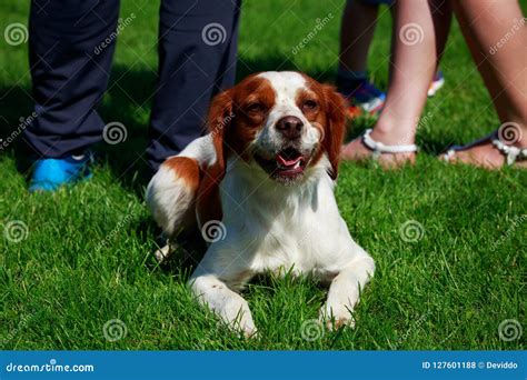 The Dog Breed Breton Spaniel Stock Photo - Image of great, green: 127601188