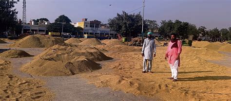 Let Down By Mann Govt Dhuri Farmers On Tardy Paddy Lifting The Tribune