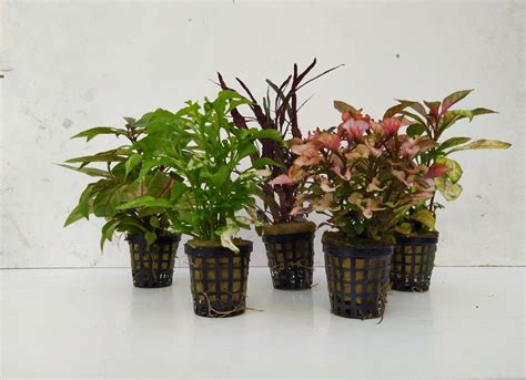 5 Topf Paludarien Und Terrarium Oder Vivarien Pflanzenset 3 30 Topf