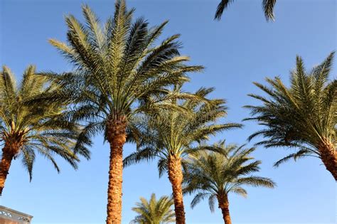 Hurghada Egypt October Beautiful Palm Trees In A Tropical