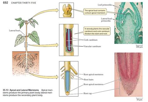 Plant Tissue Diagram