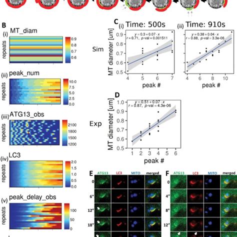 A Mathematical Model For Nonselective Autophagy A Representative