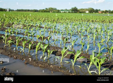 Wisconsin Kenosha County Rows Of Plants In Flooded Corn Field Due To