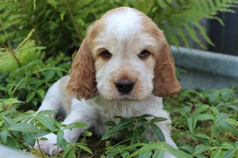 English Cocker Spaniel Kaufen Und Welpe Aus Ranstadt DeineTierwelt