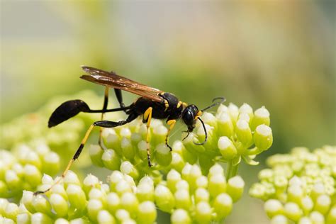 Mud Daubers Not Just A Stick In The Mud Pointe Pest Control Chicago Exterminator And Pest