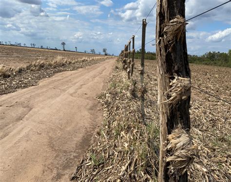 Algodón en la zona de secano de Santiago del Estero Campo Para Todos