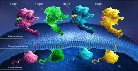 Structure of HER family receptors. Four members of HER family including... | Download Scientific ...