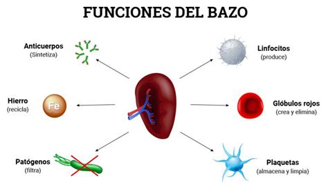 Asimilación no yeso que funcion tiene el vaso sanguineo en el cuerpo