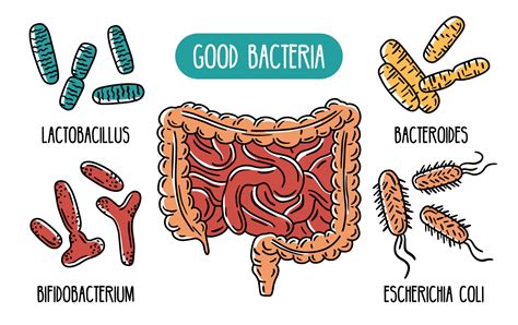 Vector Infographics Of The Good Human Gut Bacteria 3238396 Vector Art At Vecteezy