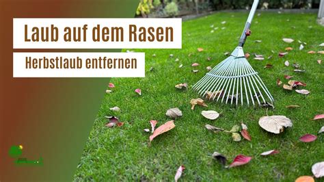 Herbstlaub Auf Dem Rasen Laub Vom Rasen Entfernen Runter Mit Den