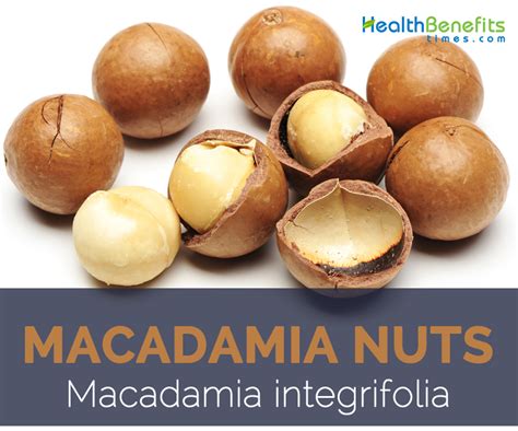 Macadamia Nuts Facts And Health Benefits