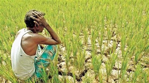 Cong Kisan Cell Holds Online Campaign On Farmers Plight Thedailyguardian