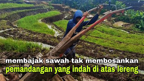 Membajak Sawah Di Lahan Pesawahan Dengan Pemandangan Yang Sangat Indah