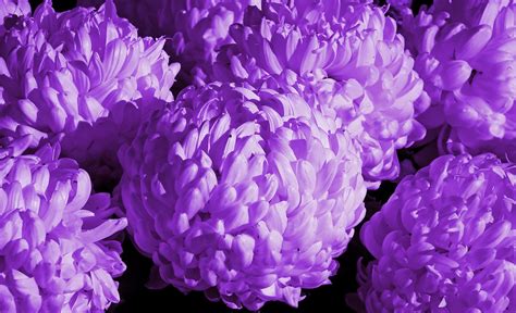 Chrysanthemen Lilane Blumen Blühen Kostenloses Foto auf Pixabay Pixabay