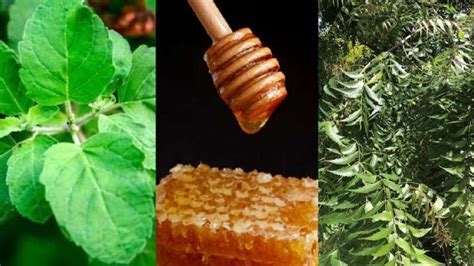 Year Ender Top Most Googled Ayurvedic Herbs This Year Year