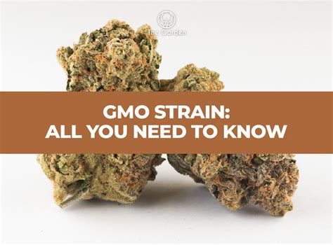 GMO Strain All You Need To Know