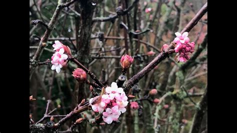 Viorne D Hiver Ou Viorne De Bodnant Viburnum Bodnantense Dawn Parfum