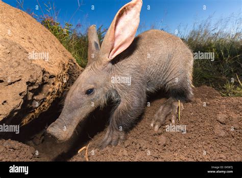 Young Aardvark Orycteropus Afer Stock Photo Alamy