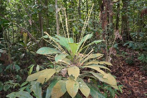 Agrostistachys Borneensis Leaf Litter Plant Euphorbiaceae Flickr