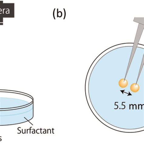 Illustration of experiment of observation. (a) Experimental system; (b ...