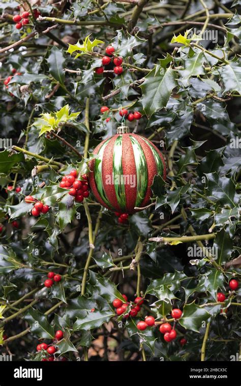 A Christmas Bulb Hanging From A Holly Tree Stock Photo Alamy