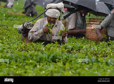 Sivasagar Assam India 18th Apr 2015 Indian Workers Pluck Tea Leaves During A Spell Of Rain