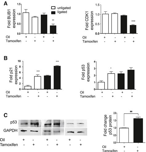 Genetic Deletion Of Fxr1 Reduces Intimal Hyperplasia And Induces